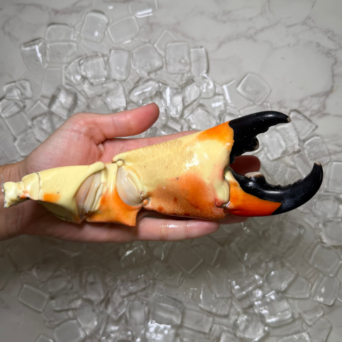 How Many Stone Crab Claws Are In A Pound (lb)?
