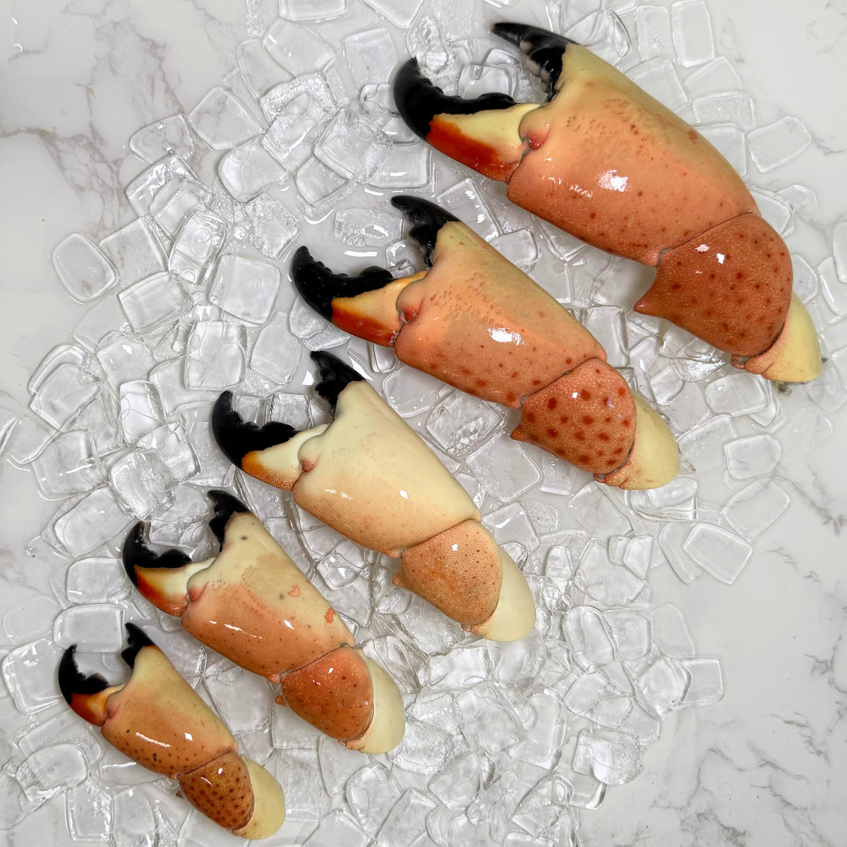 All_stone_crab_claws_sizes