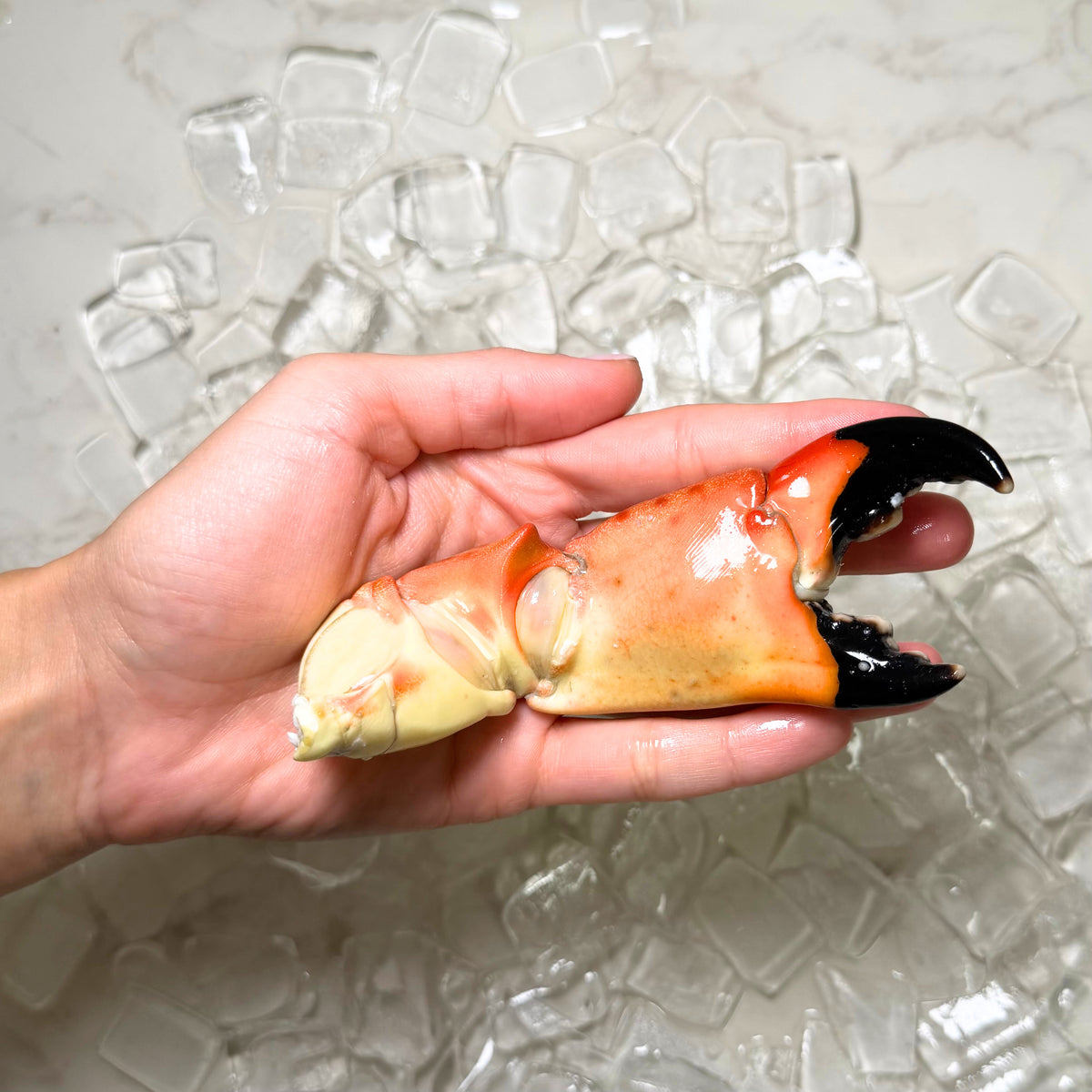 large stone crab claw in hand