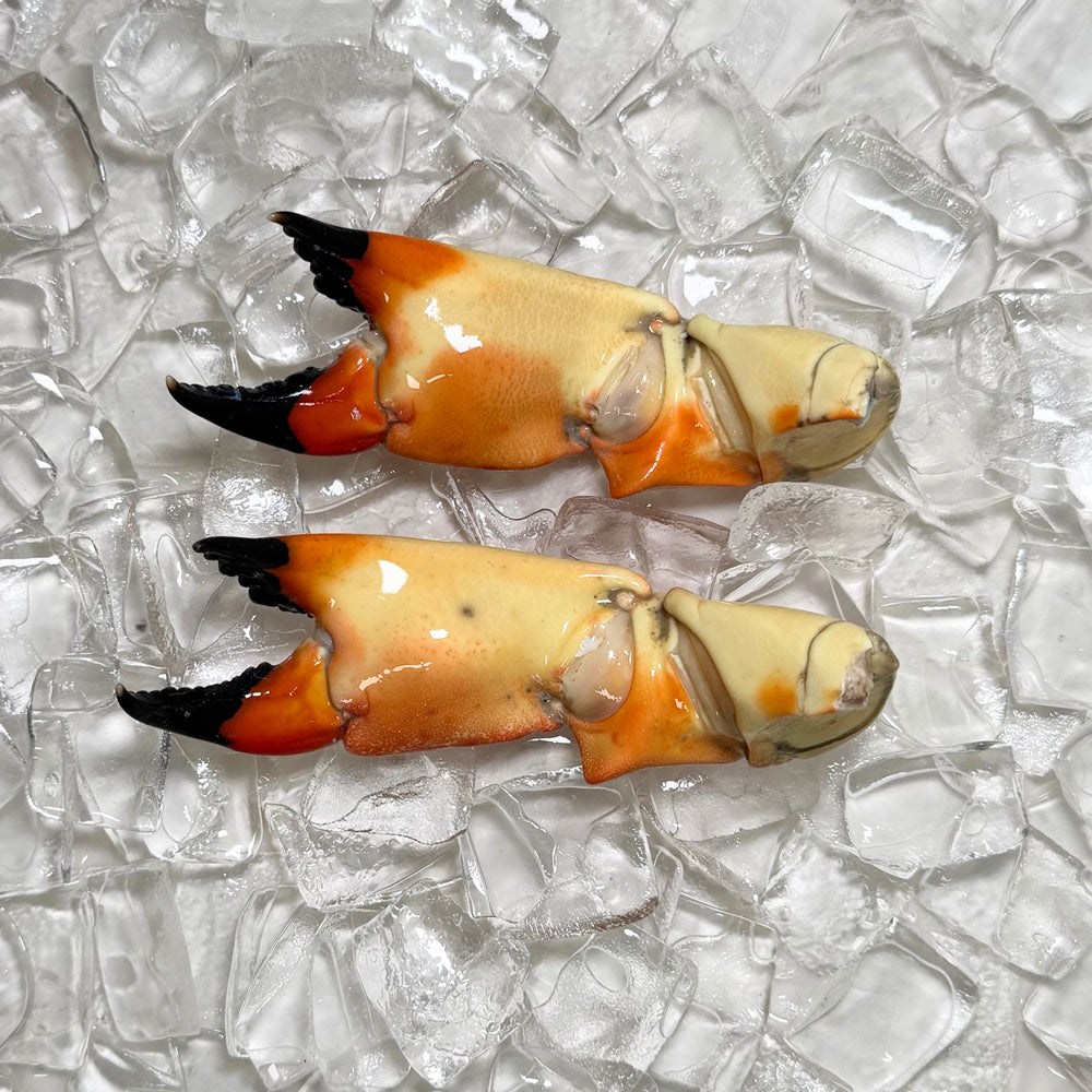Image of Medium Stone Crab Claws - Medium Stone Crab Claw Back Viiew