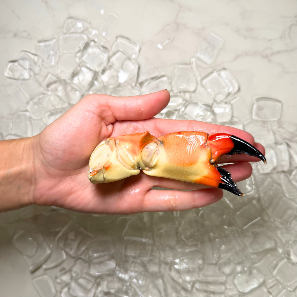 Image of Medium Stone Crab Claws - Medium Stone Crab in hand