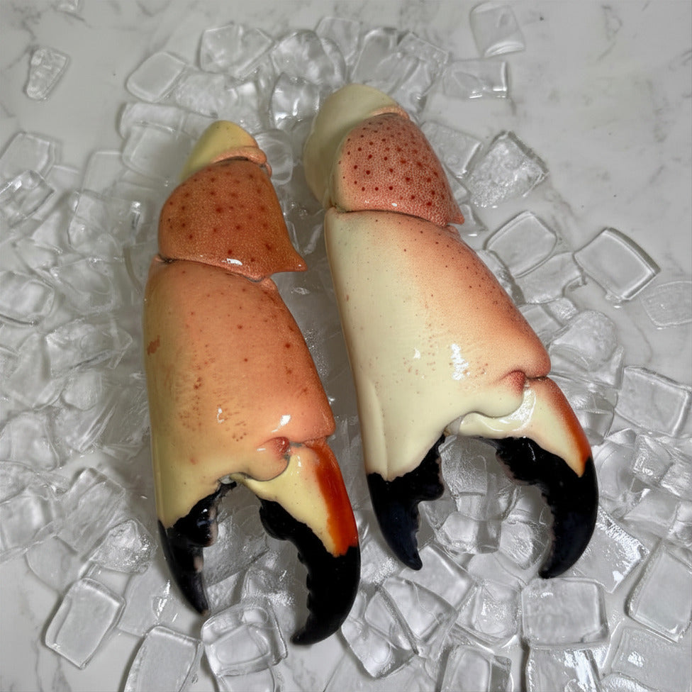 Image of Mega Colossal Stone Crab Claws - Mega colossal front view