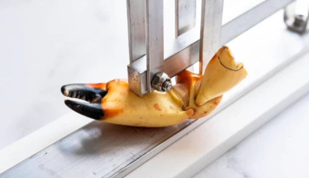 A stone crab claw being cracked by a machine, showcasing the service of professionally cracking claws before delivery.